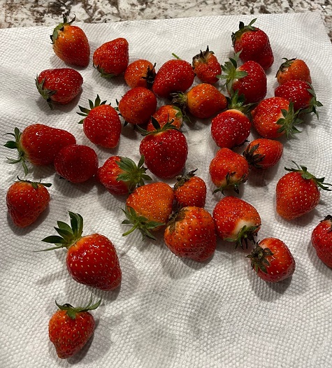 Strawberries - May 2022 - 1.jpg